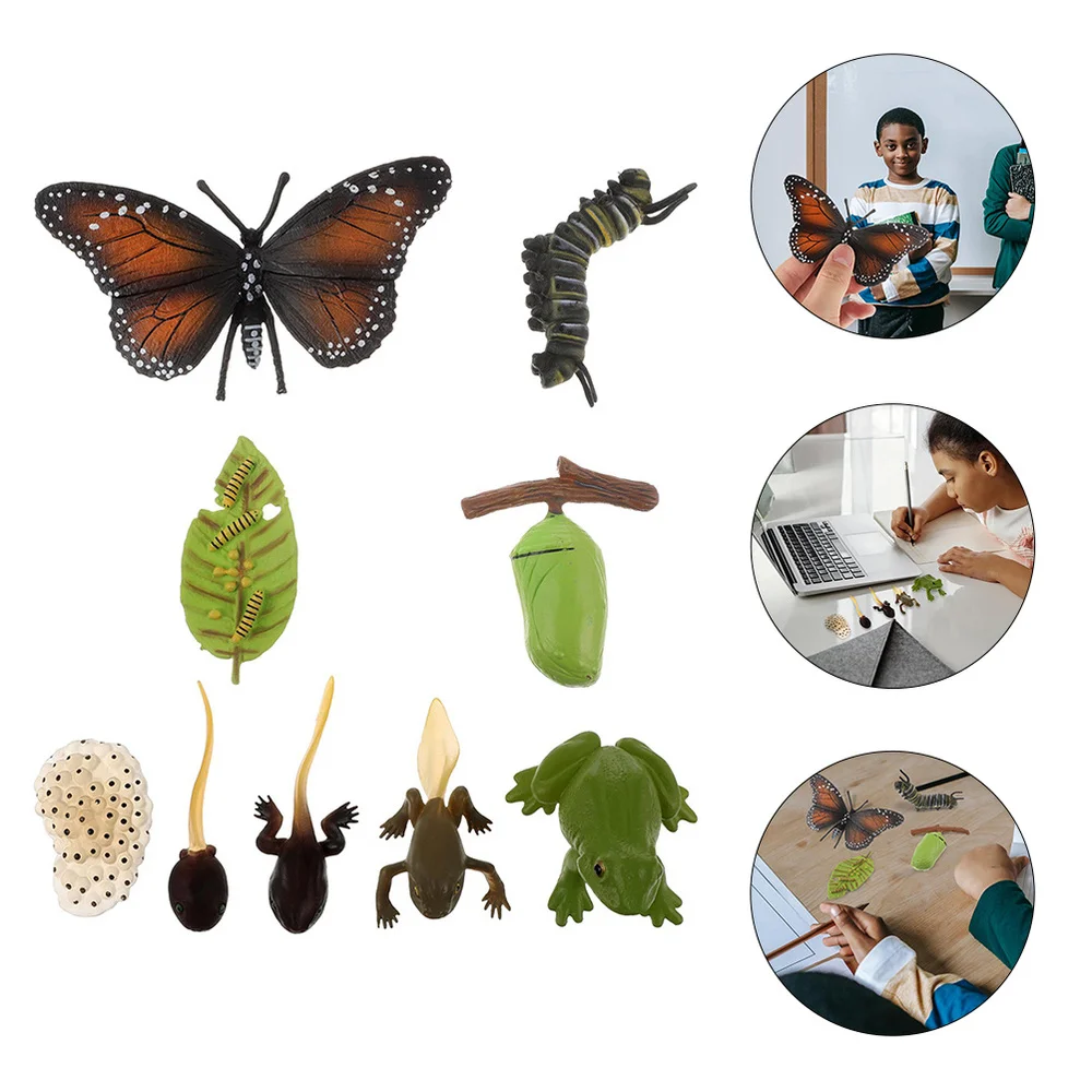 

2 Sets Animal Life Cycle Models of Butterflies Frogs Kids Early Education Toys
