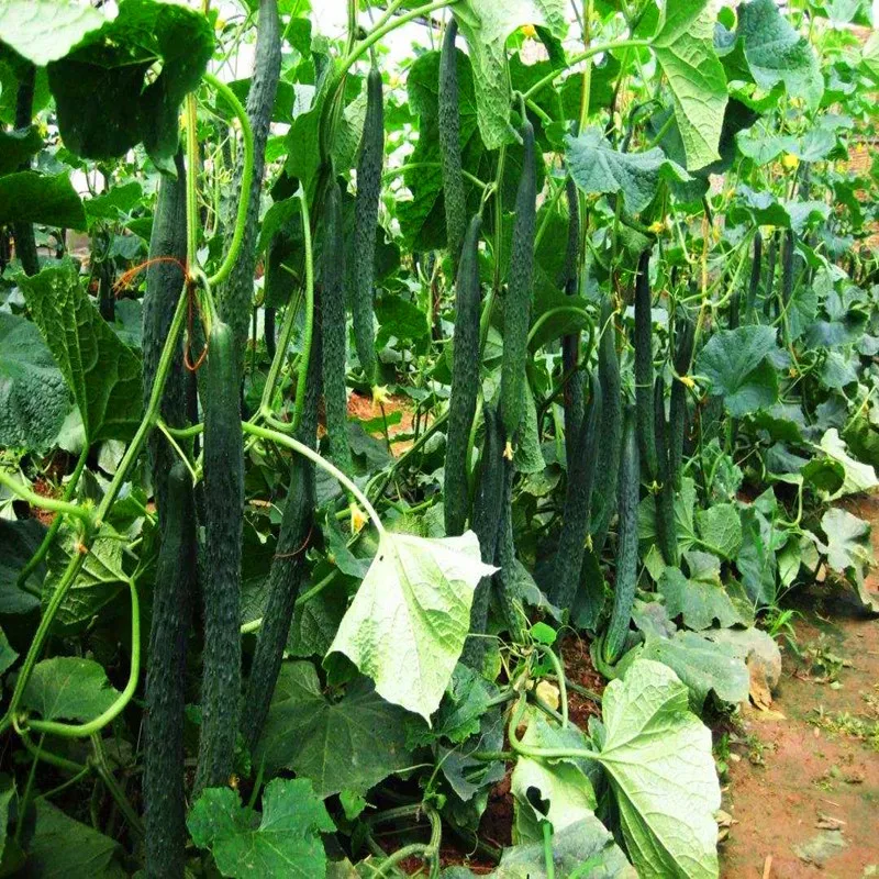 10 г лучшие цены на цитокинин auxin 6 BA/6 BAP|Подкормка для растений| |