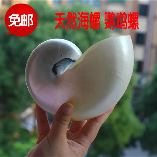 Перламутровый красота Nautilus помпон натуральная раковина раковины шампанские