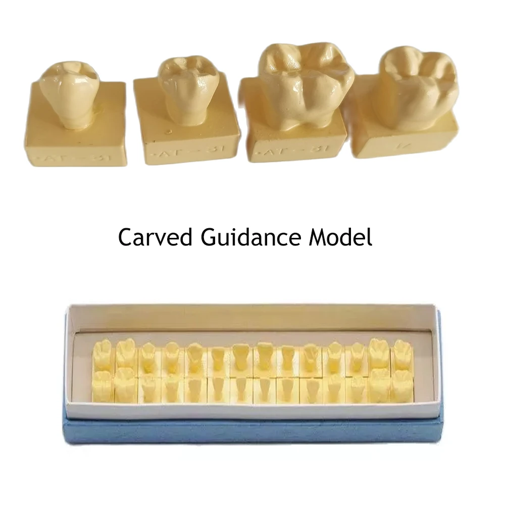 

1.2 Times Comparison Carving Teaching Permanent Tooth Model Student Practice Study Tools Dentist Materials Dentistry Training