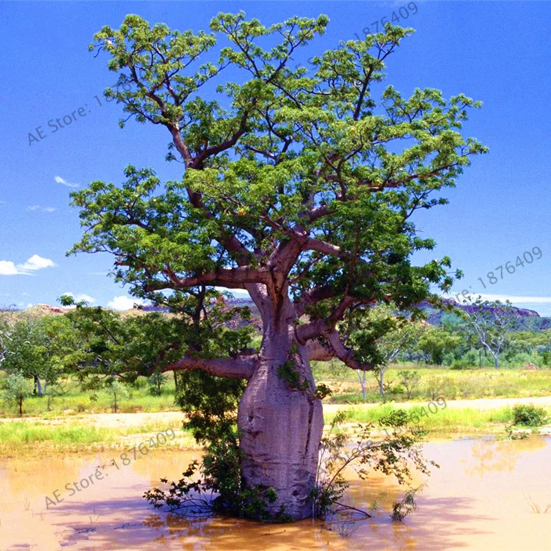 2 Содержит экстракт баобаба, 10 шт./упак. Австралийский редкий Baobab тропический гигантский посадки - Цвет: 2