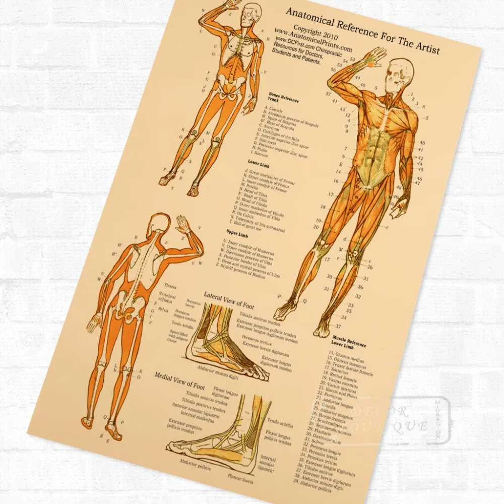 Плакат с мышцами тела анатомия четкие детали винтажная Ретро Картина на холсте