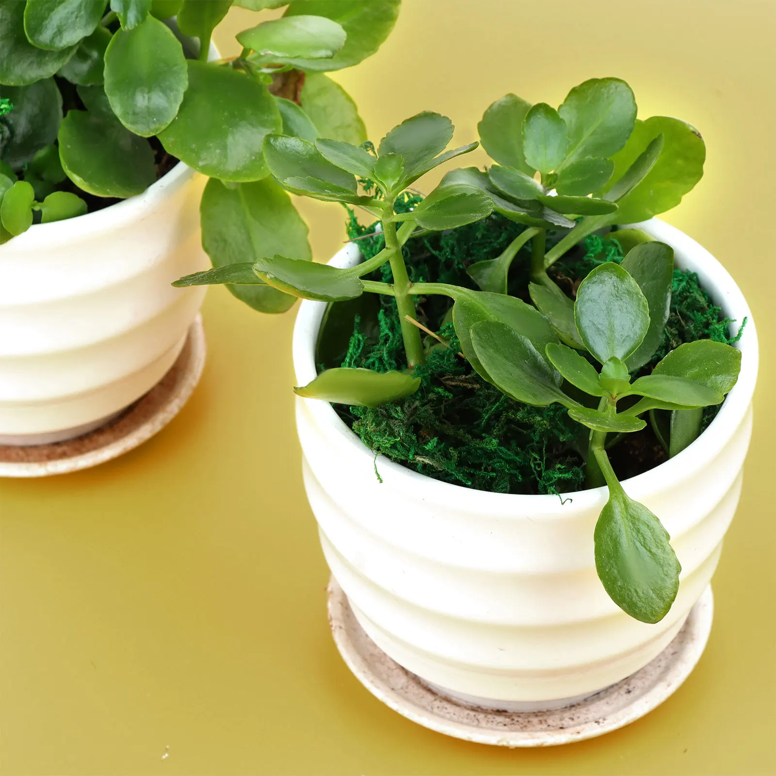 10 унций Искусственный мох цветок для поделок лишайник имитация поддельные