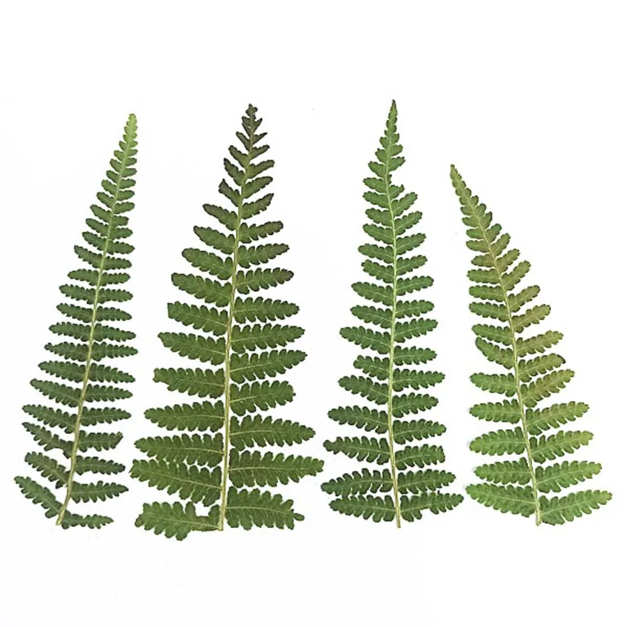 120 шт. прессованный высушенный натуральный зеленой фасоли листьев гербарий из