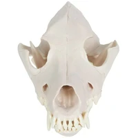canine skull with articulating jaw veterinary teaching demonstration anatomical dog skeleton dog skull model