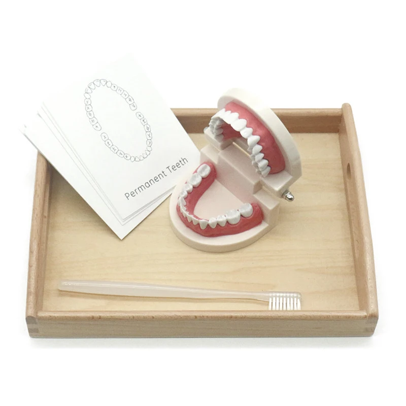 

Детские дошкольные принадлежности Монтессори, зубная игрушка, имитирующая зубную щетку, обучающая игрушка с карточками, обучение основным жизненным навыкам