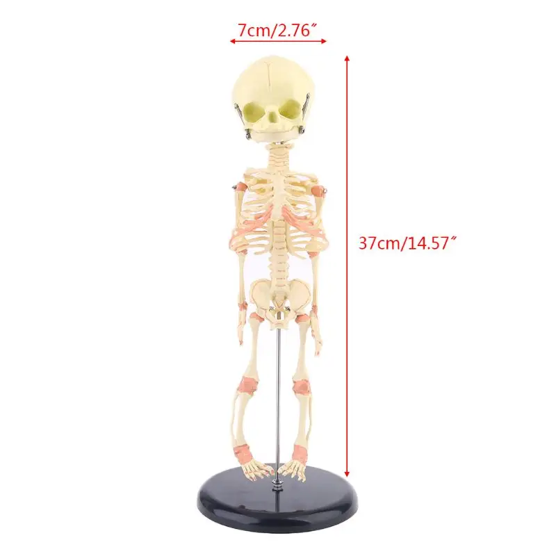 

Single Head Baby Skull Human Research Model Skeleton Anatomical Brain Anatomy Teaching Display