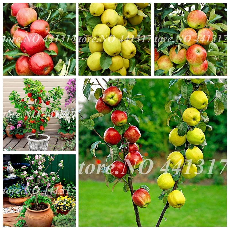 

30 S-e-e-d / bag Dwarf Apple