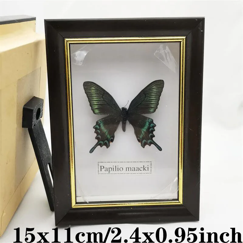 Fixed Spread Wings Real Butterfly Specimens Photo Frame Indoor Decoration Home Decorations Insect Sample Figurines Pendulum | Дом и сад