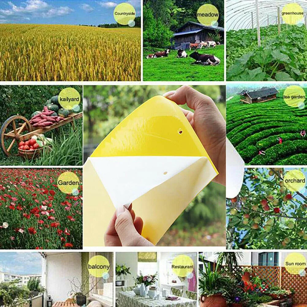 

Fruit Bugs Sticky Boards Outdoor Paper Garden Catcher Insect 20*12.5cm