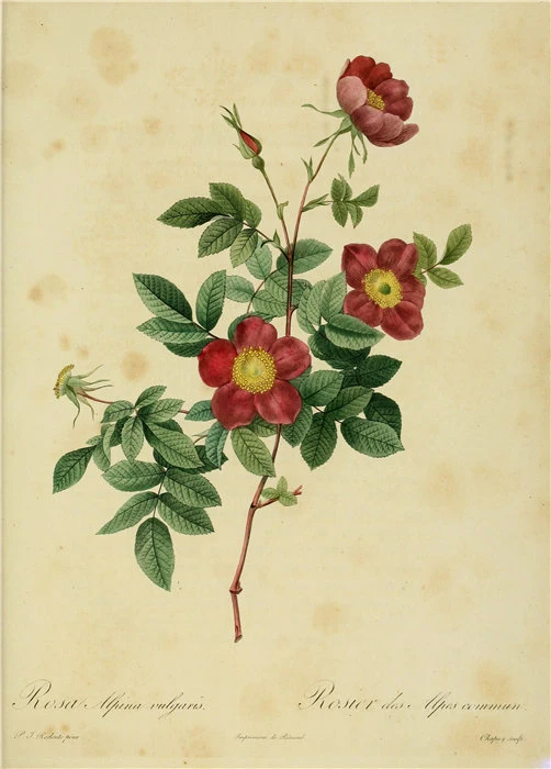 

Картина с розами Jack York