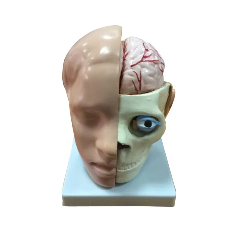 Модель медицинской анатомической головы с мозговой артерией | Канцтовары для