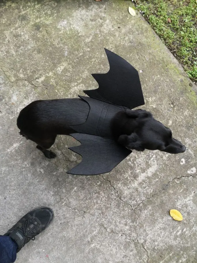 Забавный костюм для кошек и собак на Хэллоуин щенков котят черные крылья летучей