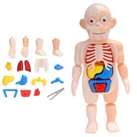 human body anatomy model assembly learning diy demonstration teaching children educational anatomy learning display toys to d4p7