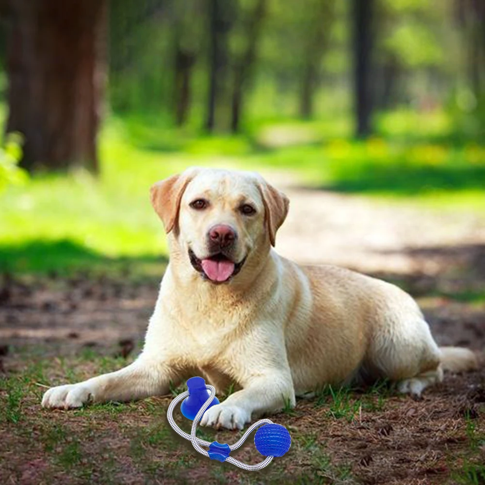 Pet Cats Dogs Интерактивная присоска игрушка с шариком для чистки зубов домашних