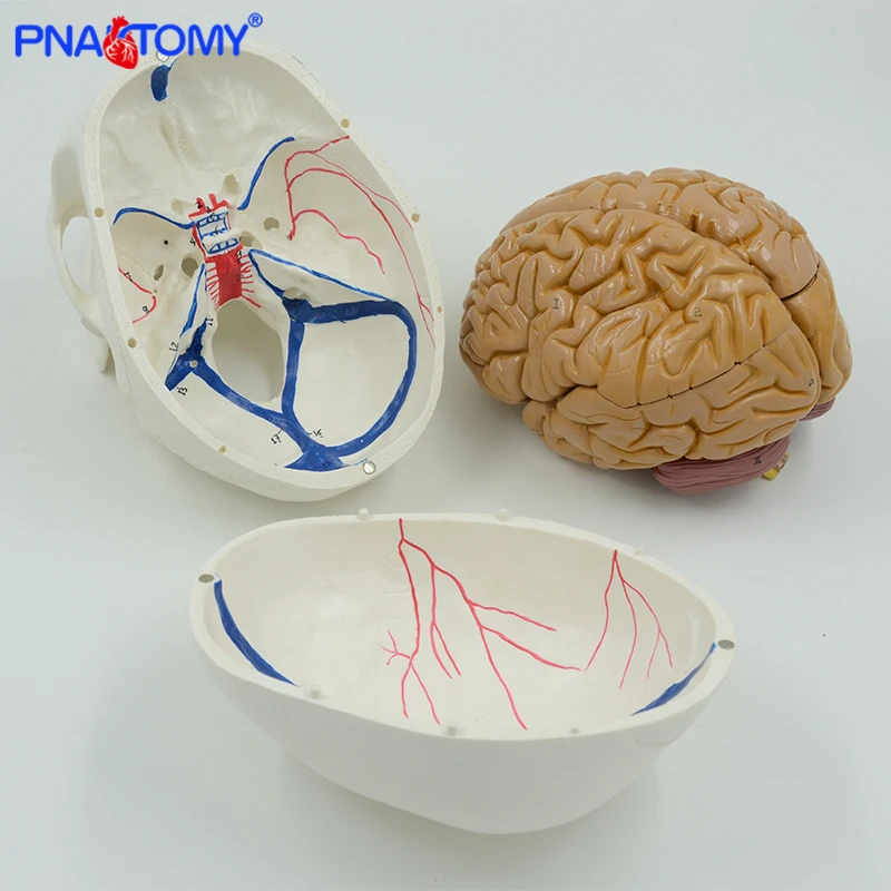 Skull Model with Blood Vessel Together with 8 Pars Brain Anatomy Model Natural Size Professional Anatomical Tool Medical Gift