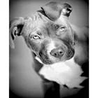 5d алмазная живопись полный дрель квадратный Черный и белый собаки питбуль фото Алмазная вышивка с принтом 
