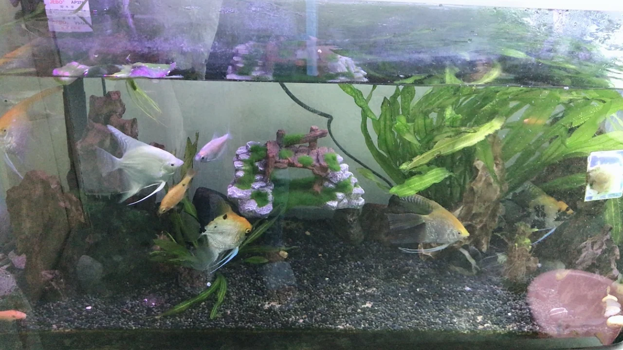 Аквариум для аквариума ландшафтный орнамент имитация рокеров украшение