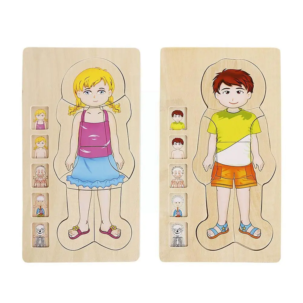 

Educational 5 Layers Wooden Puzzle Human Body Structure Toy Teaching Cognitive Motessori Life Aid Kindergarten Animal Cycle