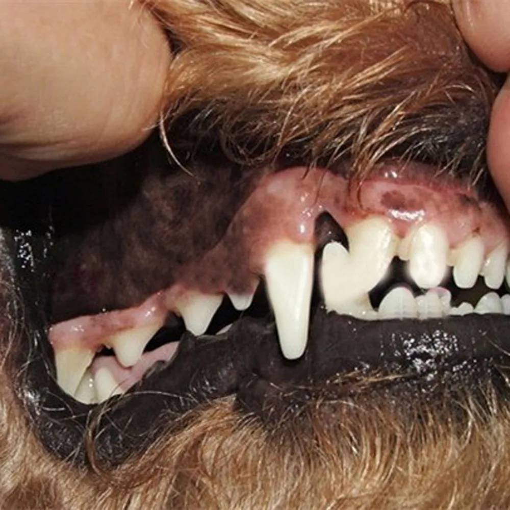 

Hokerbat Super Soft Pet Finger Toothbrush Teddy Dog Brush Bad Breath Tartar Teeth Tool Pet Toothbrush Pets Pet Accessories