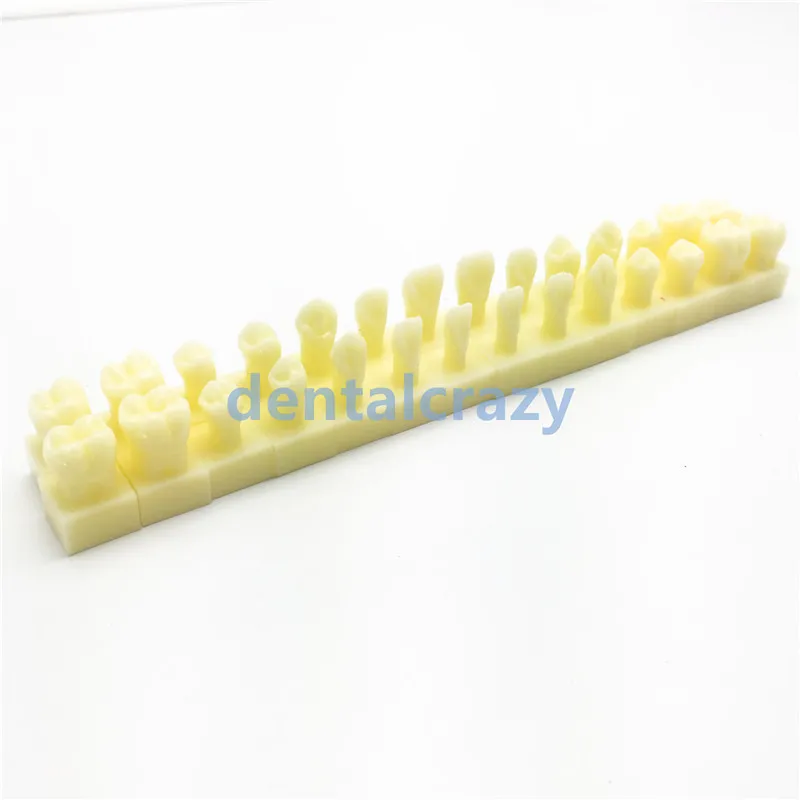 Модель перманентных зубов с базой 1 раз натуральный размер стоматологический