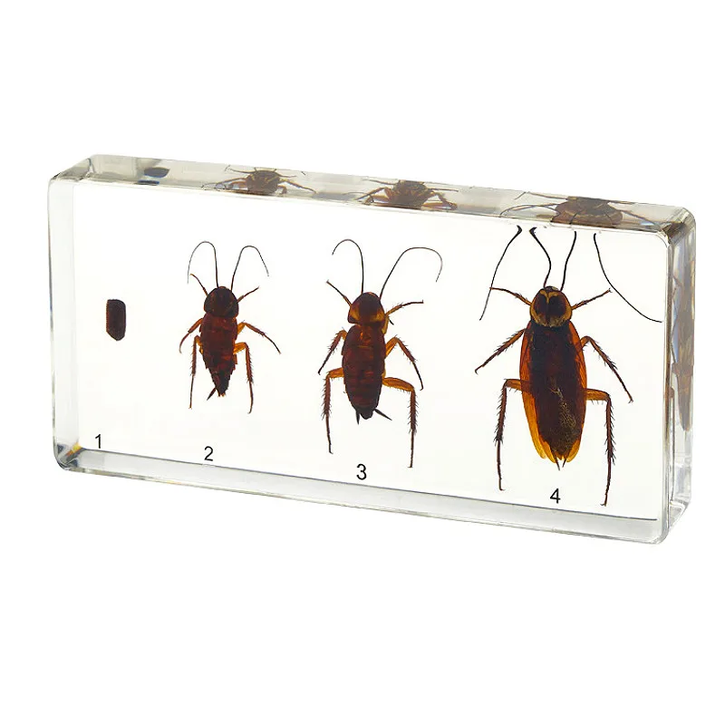 

Образец роста тараканов, естественная наука, справочная информация, популярные научные Обучающие товары, пар, учебные пособия