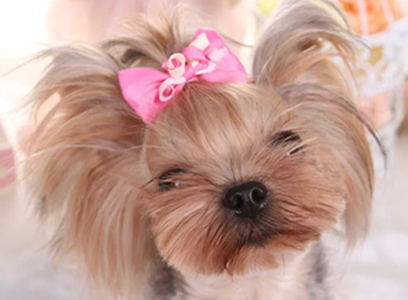 

Простой ошейник с бантом для волос карты Тедди для питомца для собаки Уход за лошадьми круглый в форме банта шпилька для лент аксессуары При...