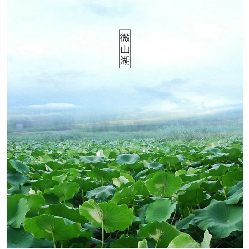 100% натуральный листовой чай лотоса эффективно устраняет жир диуретик и лактику