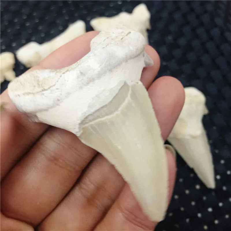 1 шт. натуральный ископаемого большой акулы подвеска зуб ископаемых образцы