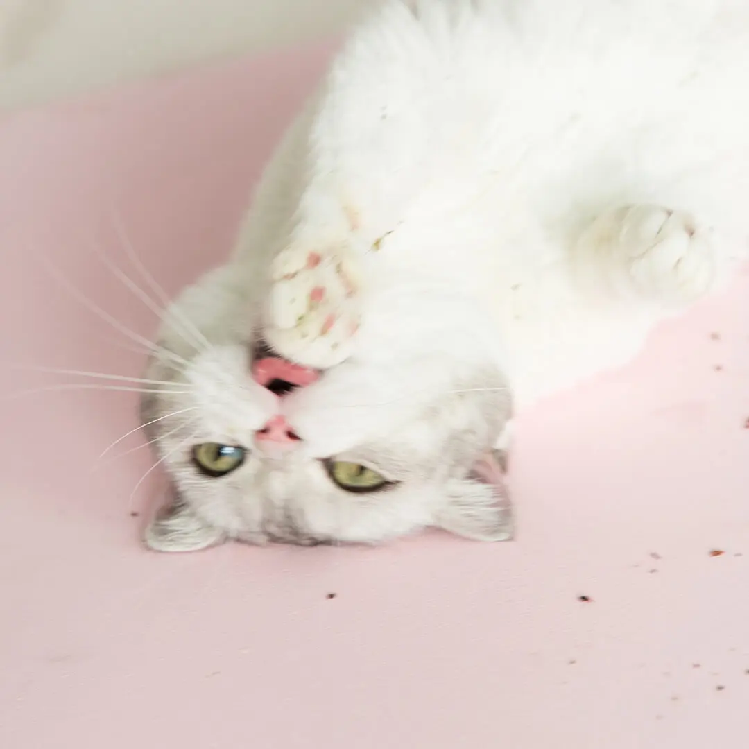 Лабораторные питомцы Xiaomi FURRYTAIL С Кошачьей Мятой привыкание к кошачьим питомцам 6