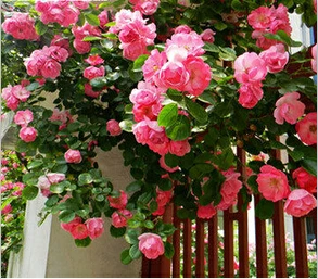 Rosa, альпинизма, растения, polyantha Rose, платье с цветочным узором в китайском карликовые деревья, альпинизма, розы, сад, 200 шт./пакет - Цвет: 8