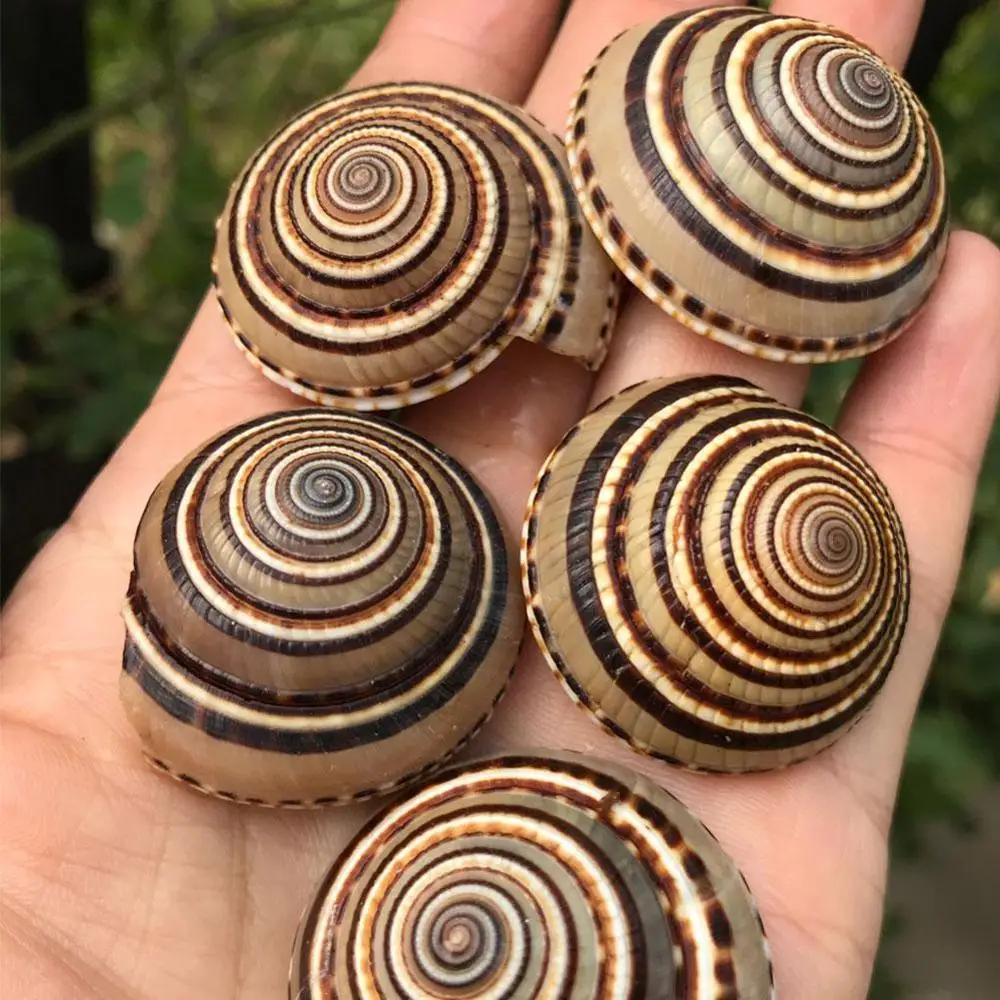 

Natural Shell Conch Black Line Wheel Snail Straw Hat Decorative Crafts Tank Fish Snail Decoration Collection Gifts Aquarium