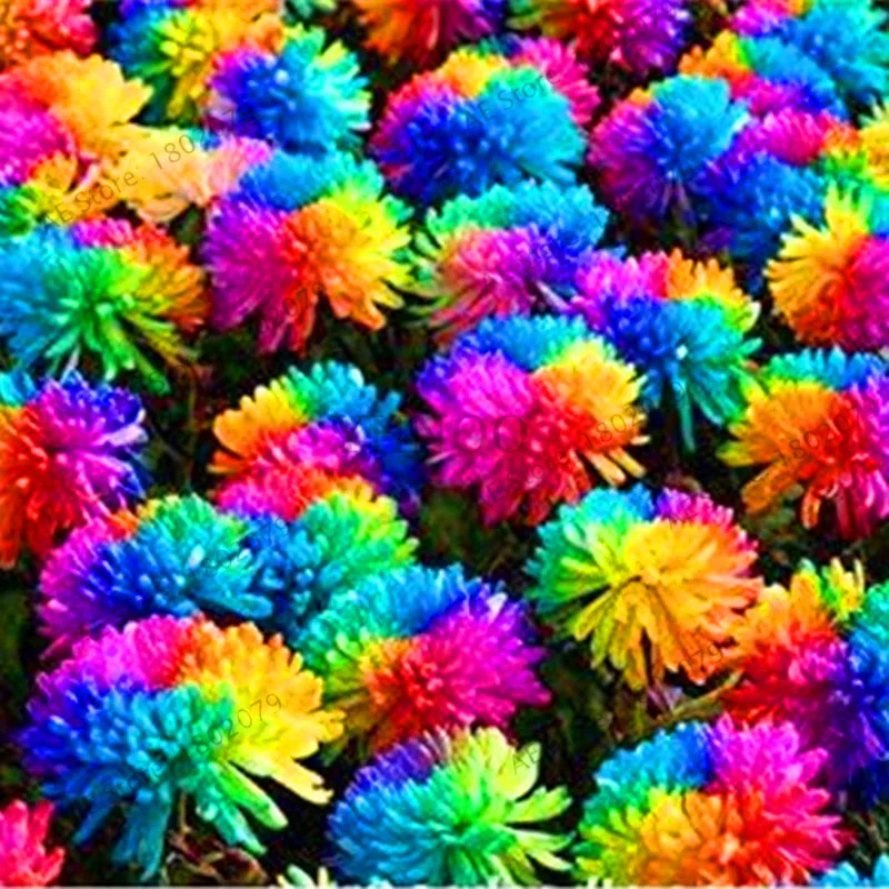 Самые низкие цены! 200 шт./пакет Радуга Дейзи flores, хризантема, растения, бонсай Плант, красивые комнатные растения для дома и сада