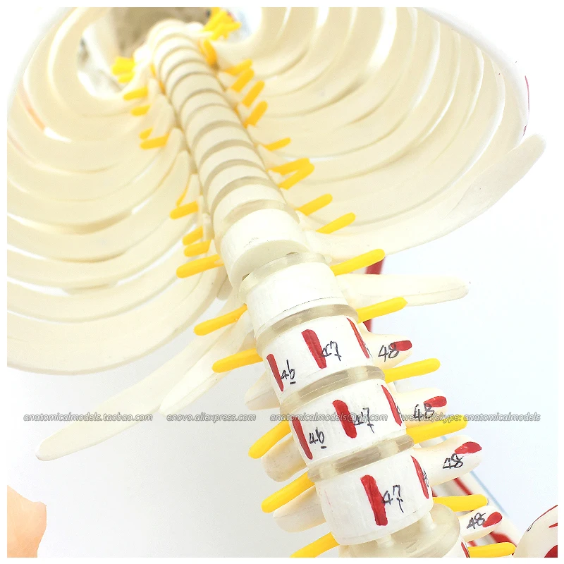 

12364-1 / 85cm Flexible Anatomical Skeleton Model
