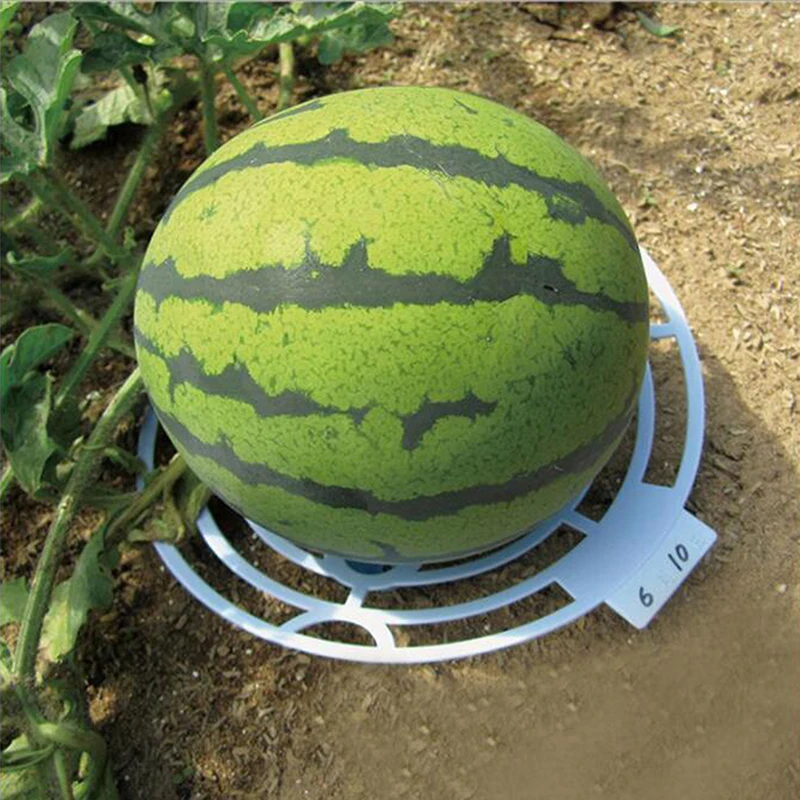 

Watermelon Planting Tray Fruit Antiseptic Storage Tray Garden And Melon Fruit Antiseptic Rotten Plastic Stable Tray