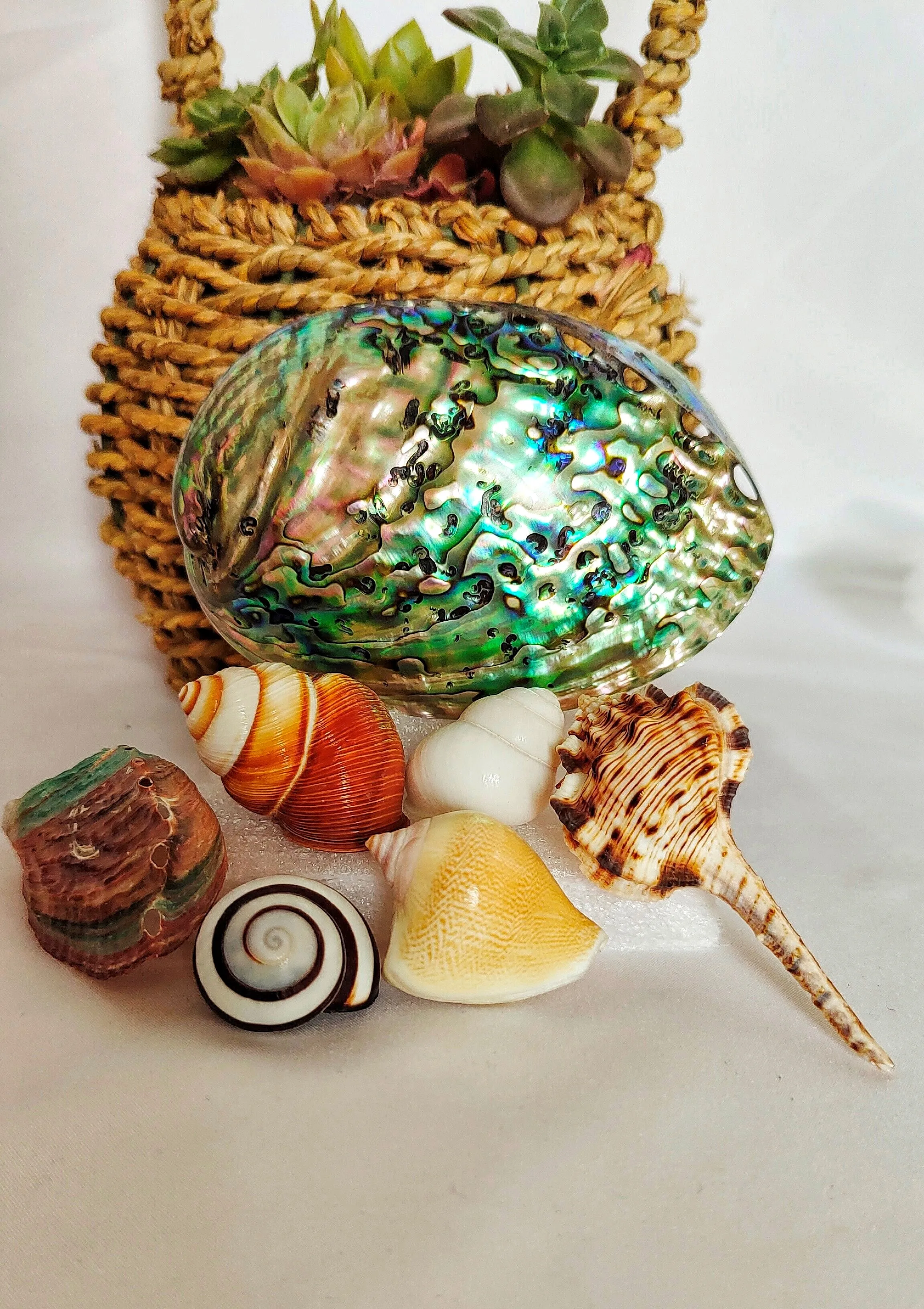 

Natural Conch Shells Mini Conch Corn Screw Home Decoration DIY Aquarium Landscape Seashells Crafts/party Decor