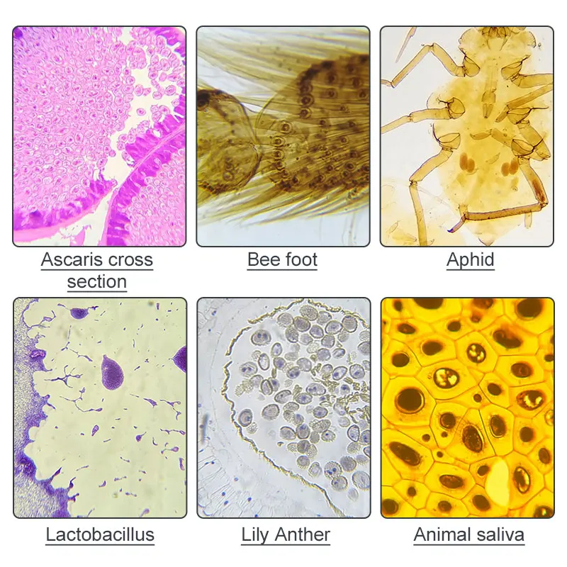Биологический микроскоп регулируемый светодиодный фотомикроскоп для обучения