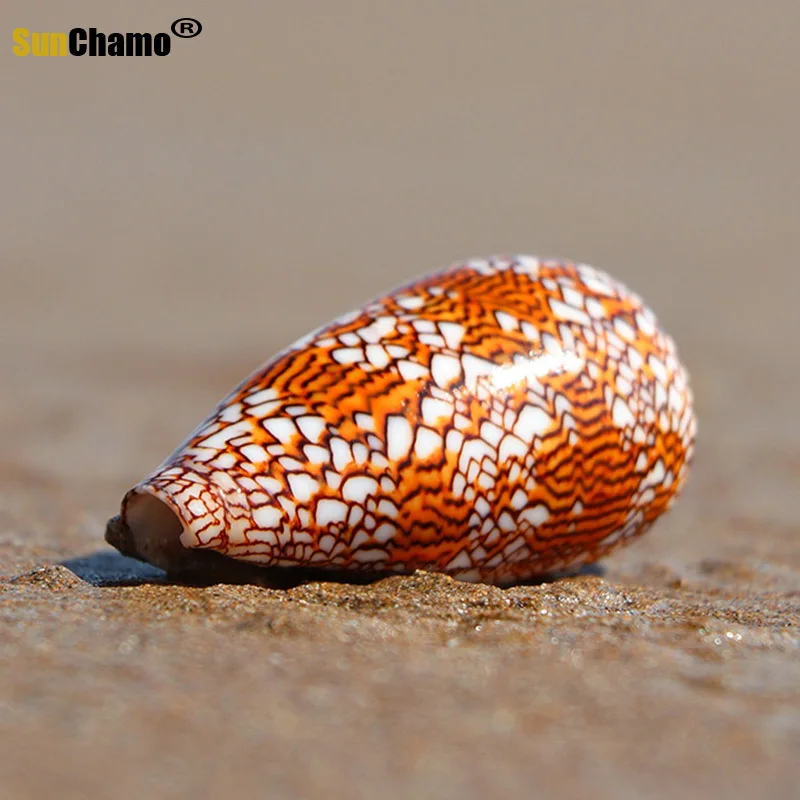 Новая ваза с винтовым плетением раковина из натуральной раковины украшение для