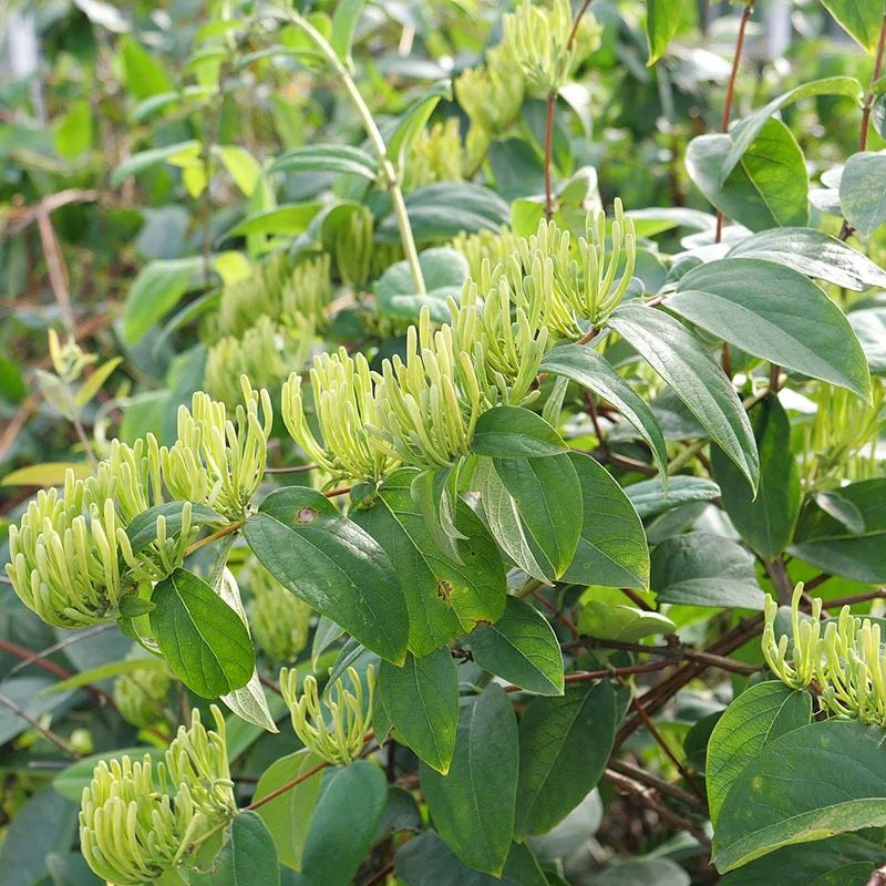 

Дикие бутоны цветка жимолости, сушеные Lonicera Japonica, свежий воздух во рту