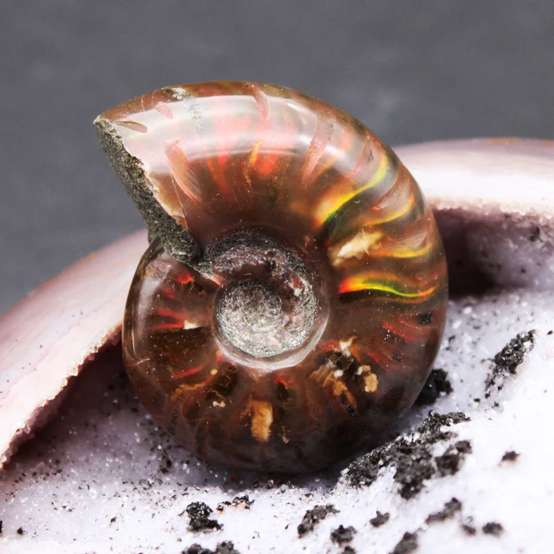 AAAA +++ фонарь аммонитовый ископаемый красный Радужная оболочка минералы 25 г -- 30 |