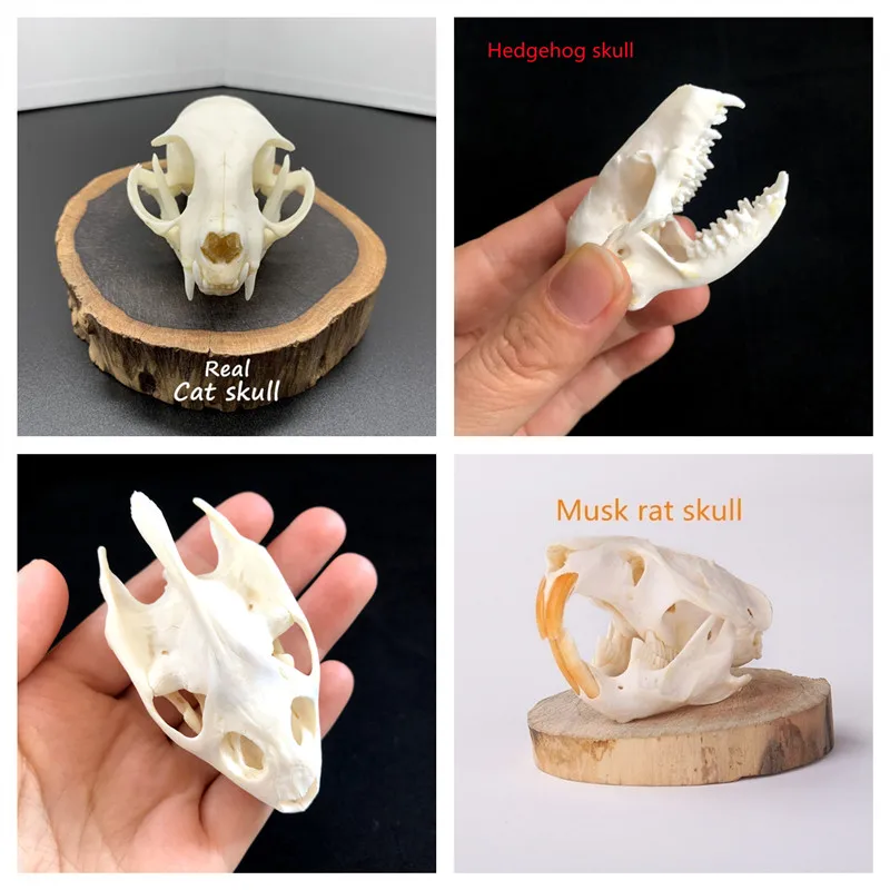 

4PCS real animal skull specimens of cat/hedgehog/muskrat/turtle skulls, cleaned and bleached for decoration.
