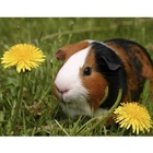 Алмазная вышивка с животными морская свинка, Набор для вышивки крестиком, квадратные наклейки Стразы в виде свиньи, мозаика в подарок, E1465