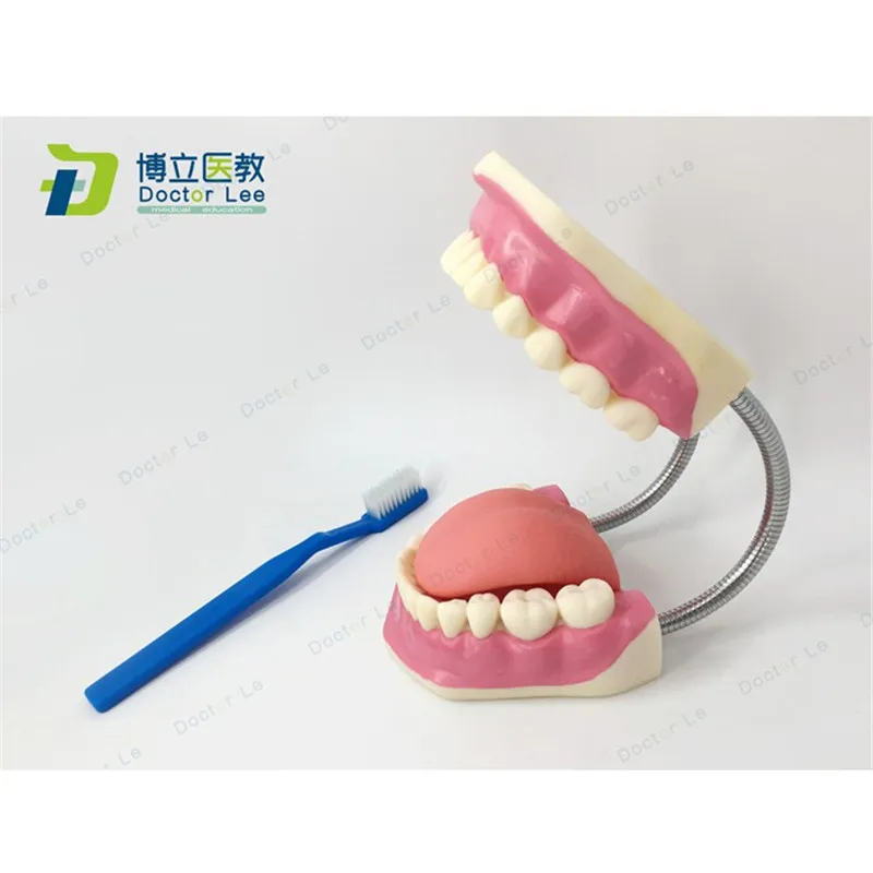 

Пластиковая образовательная модель 3 раза увеличенная модель для ухода за зубами с зубной щеткой для демонстрации обучения