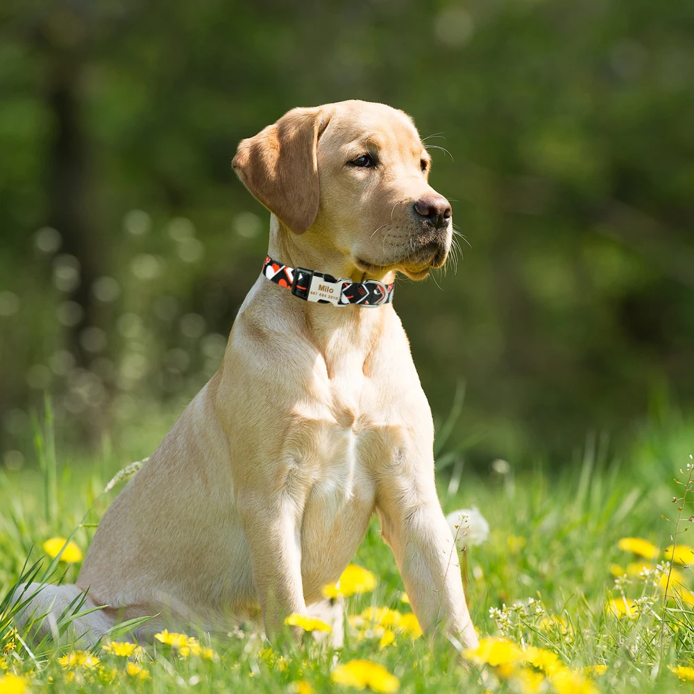 Ошейник для собак нейлоновый регулируемый в клетку унисекс