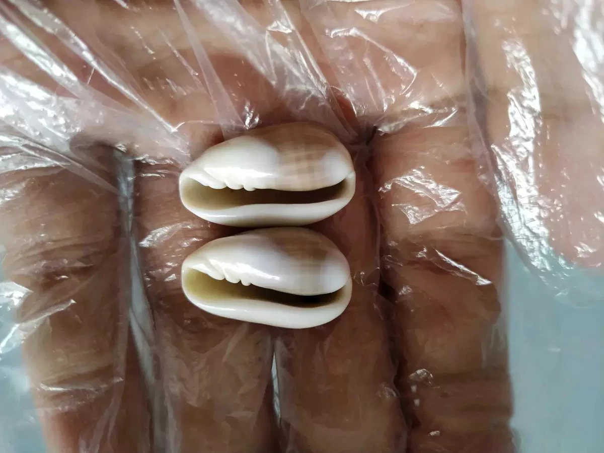 

Naturally selected super rare collectible conch