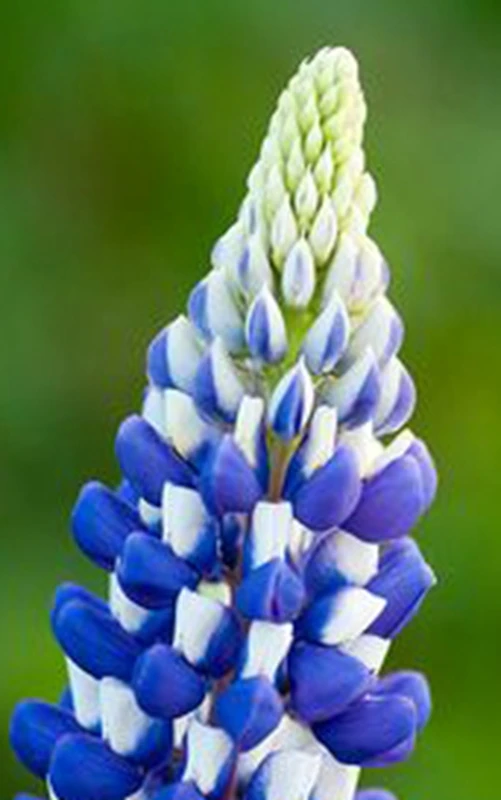 Lupine искусственные цветочные кашпо 100|Цветочные горшки и кадки| |