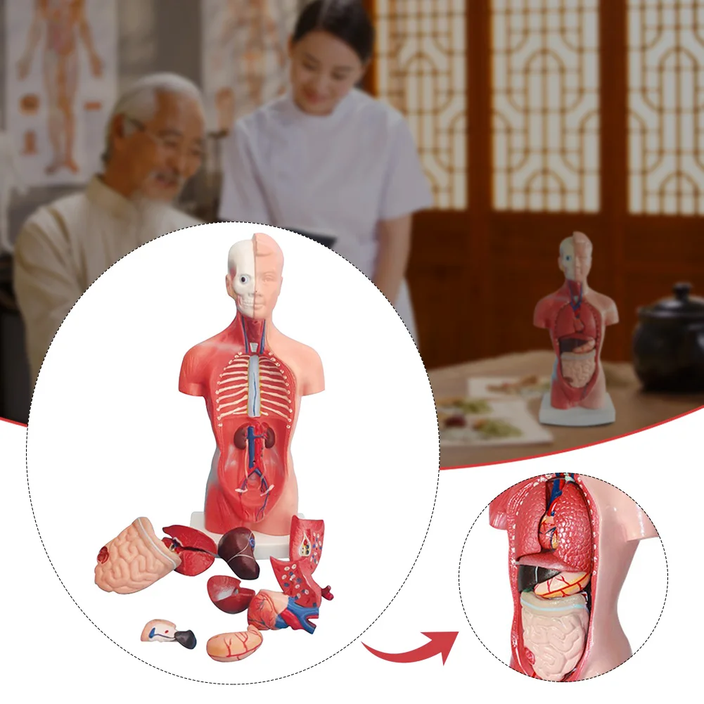 

15pcs 11inch Teaching Display Preschool School Education Torso Anatomy Simulation Human Body Model Kit For Kids Learning Tool