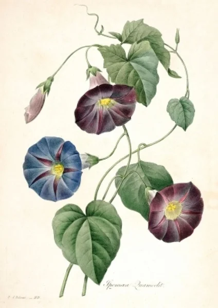 

ВИНТАЖНЫЙ ПЛАКАТ с растениями, цветами, акварелью, металлический знак, 8x12 дюймов, для гостиной, кабинета, кухни, декоративная роспись, для до...