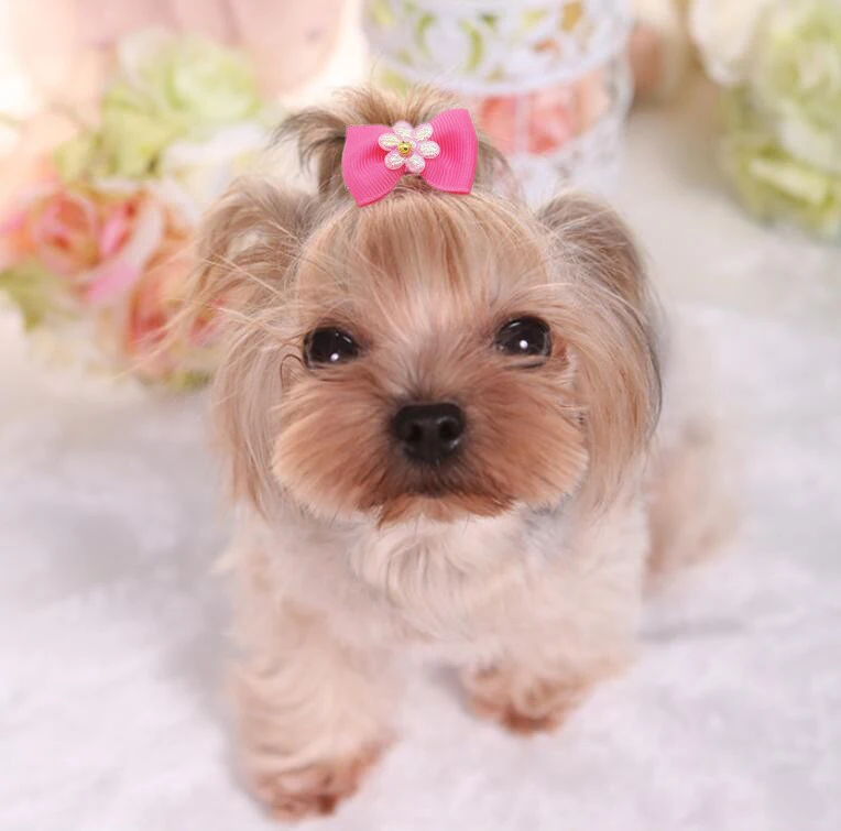 Бант для ухода за домашними животными 10/20 шт.|Аксессуары собак| |