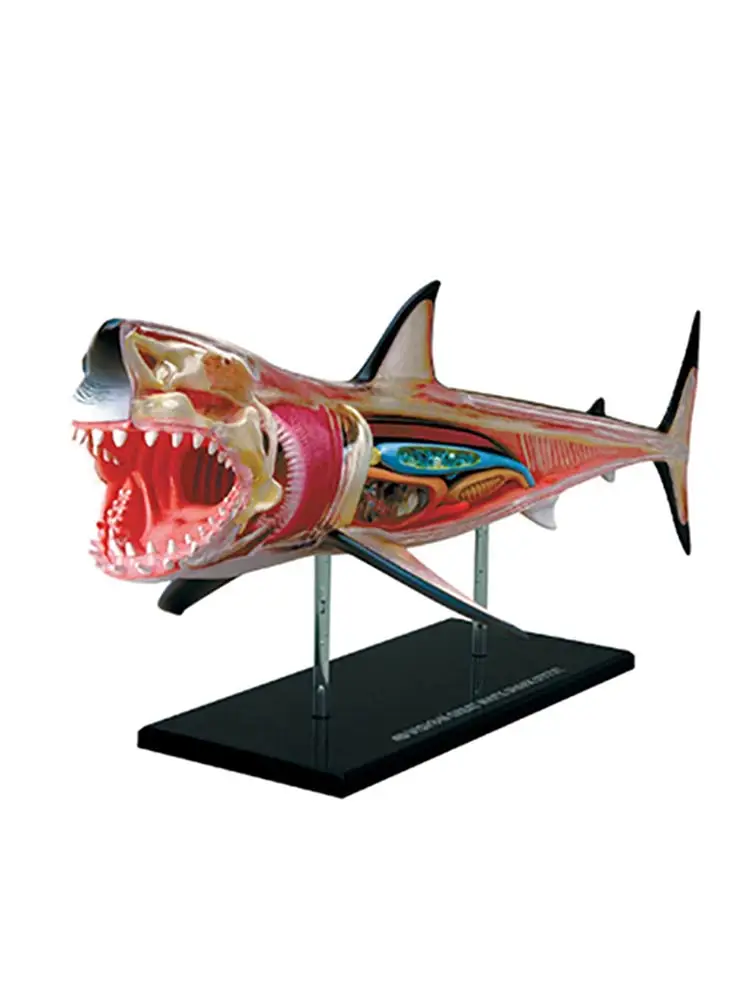 

Shark 4d Master Puzzle Assembling Toy Animal Biology Organ Anatomical Model Medical Teaching Model